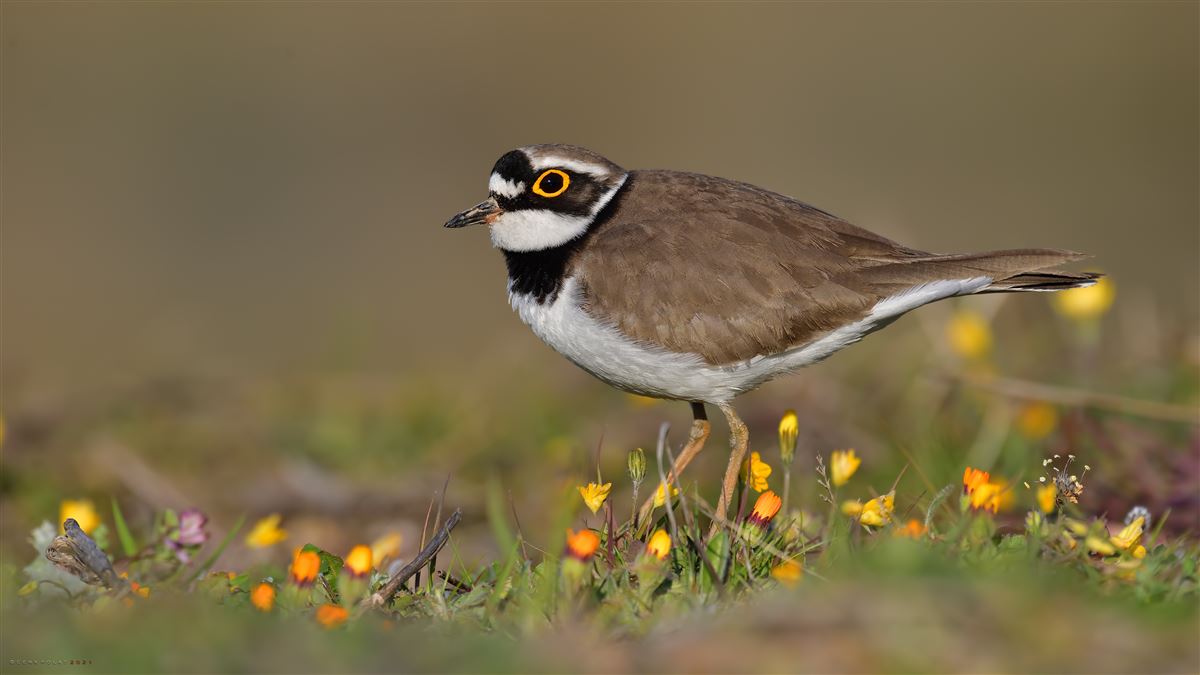 Little Ringed Plover