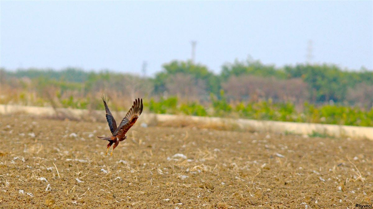Western Marsh Harrier