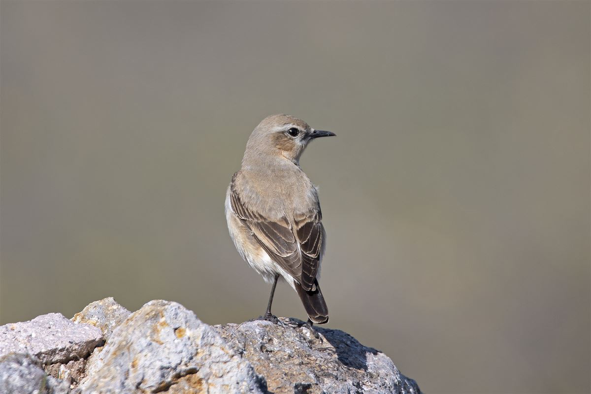 Northern Wheatear