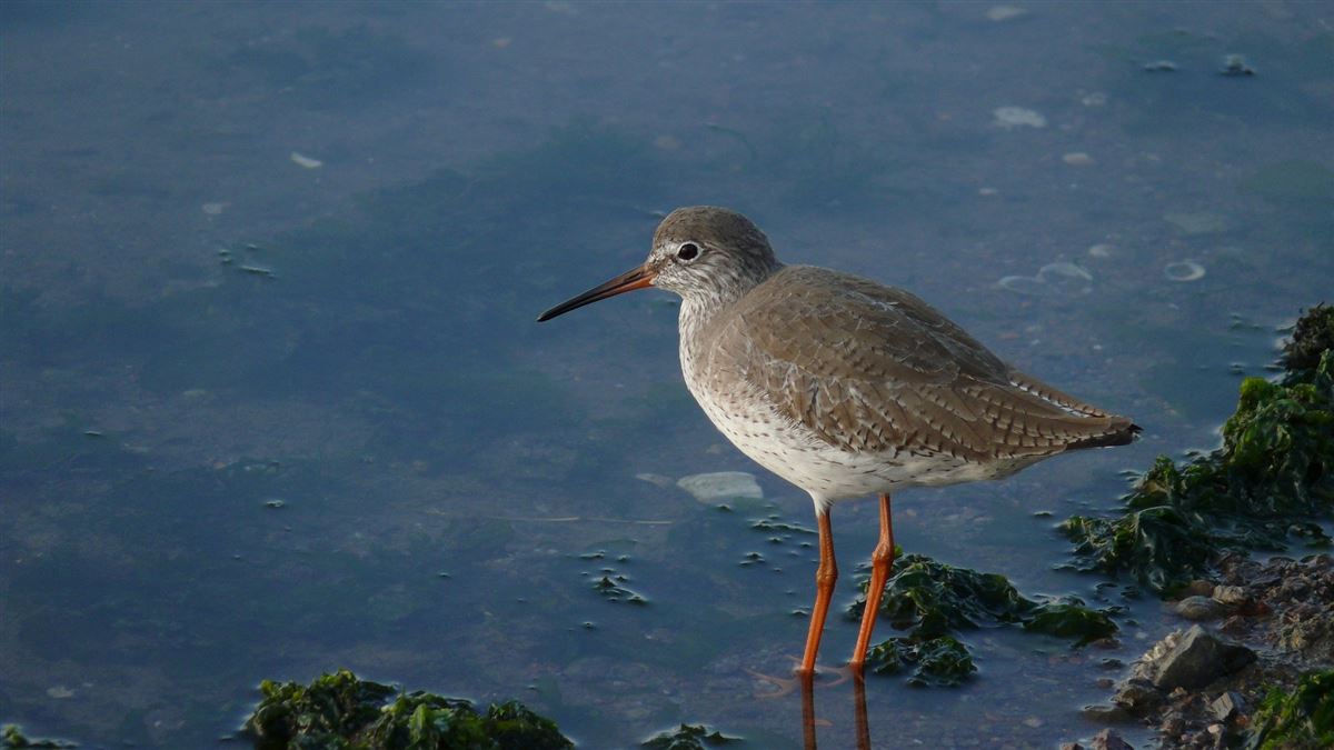 Common Redshank