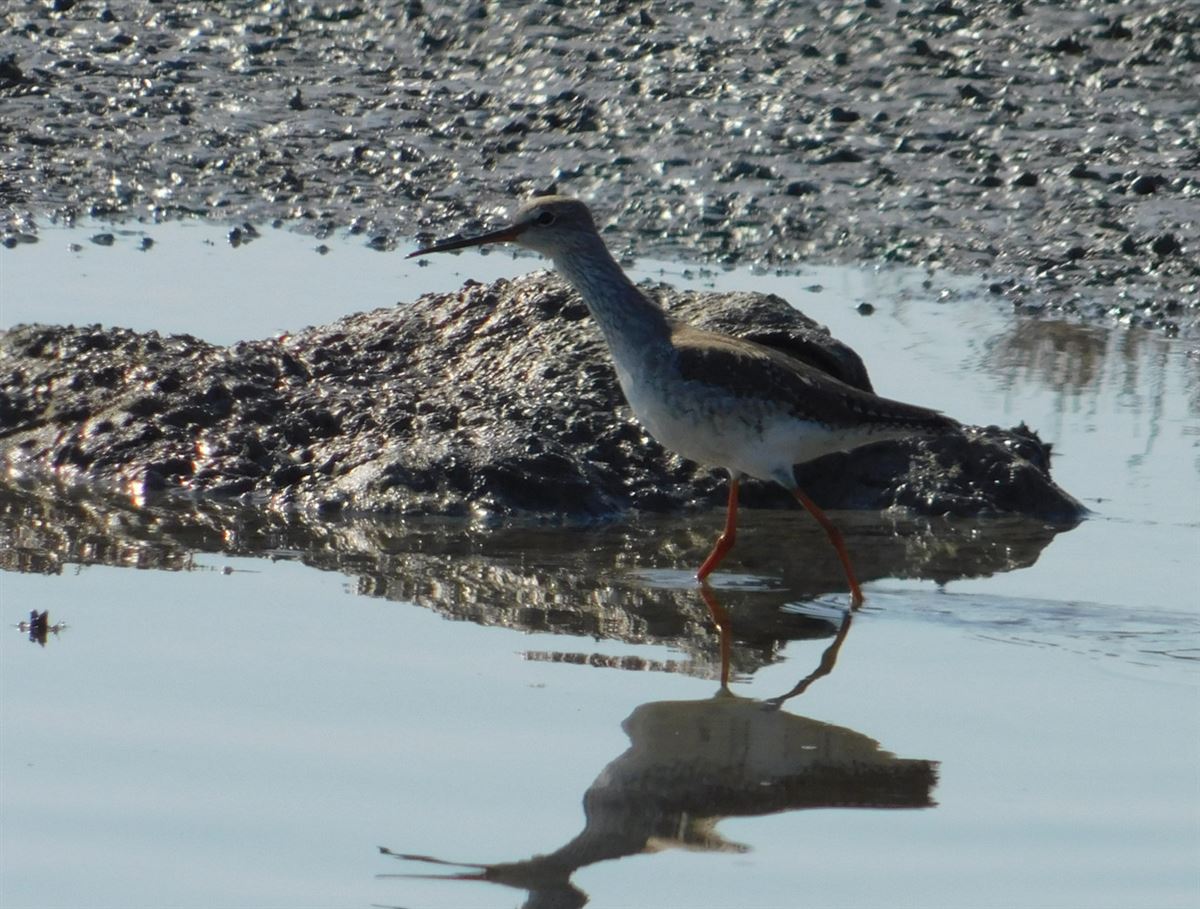 Spotted Redshank