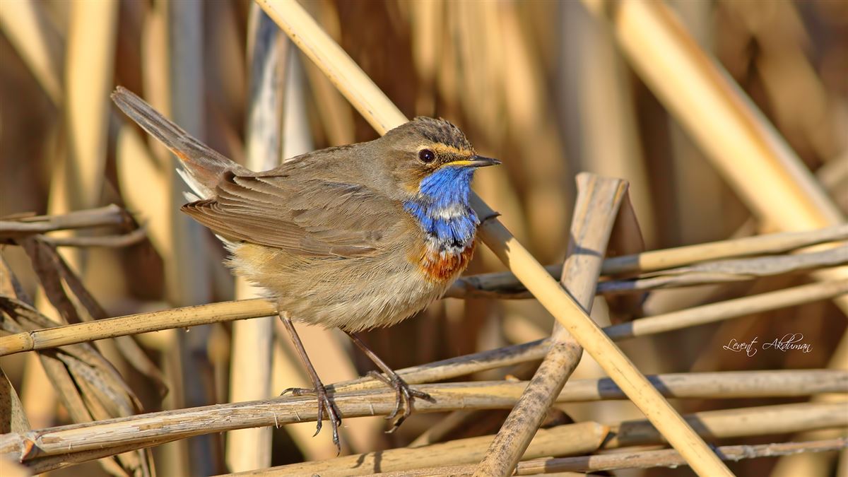 Bluethroat