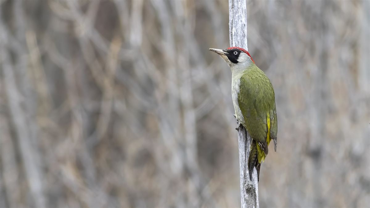 European Green Woodpecker