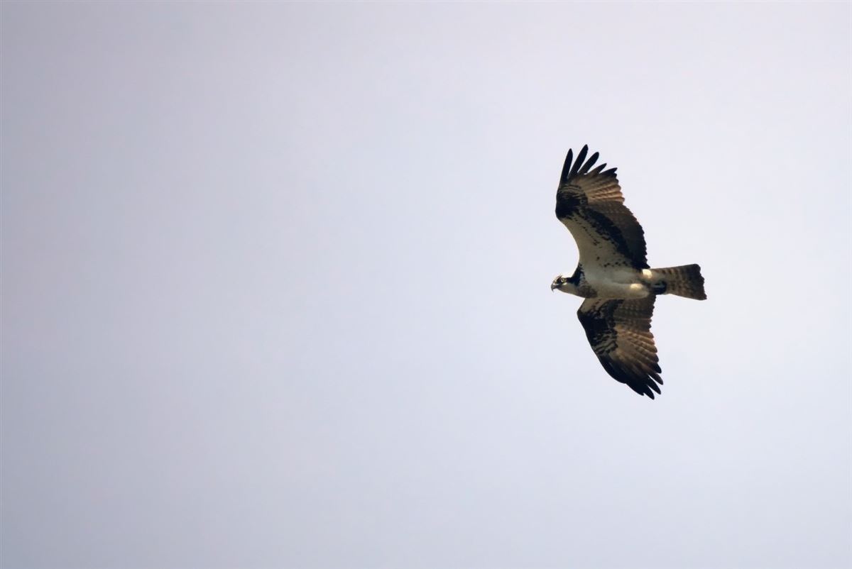 Osprey
