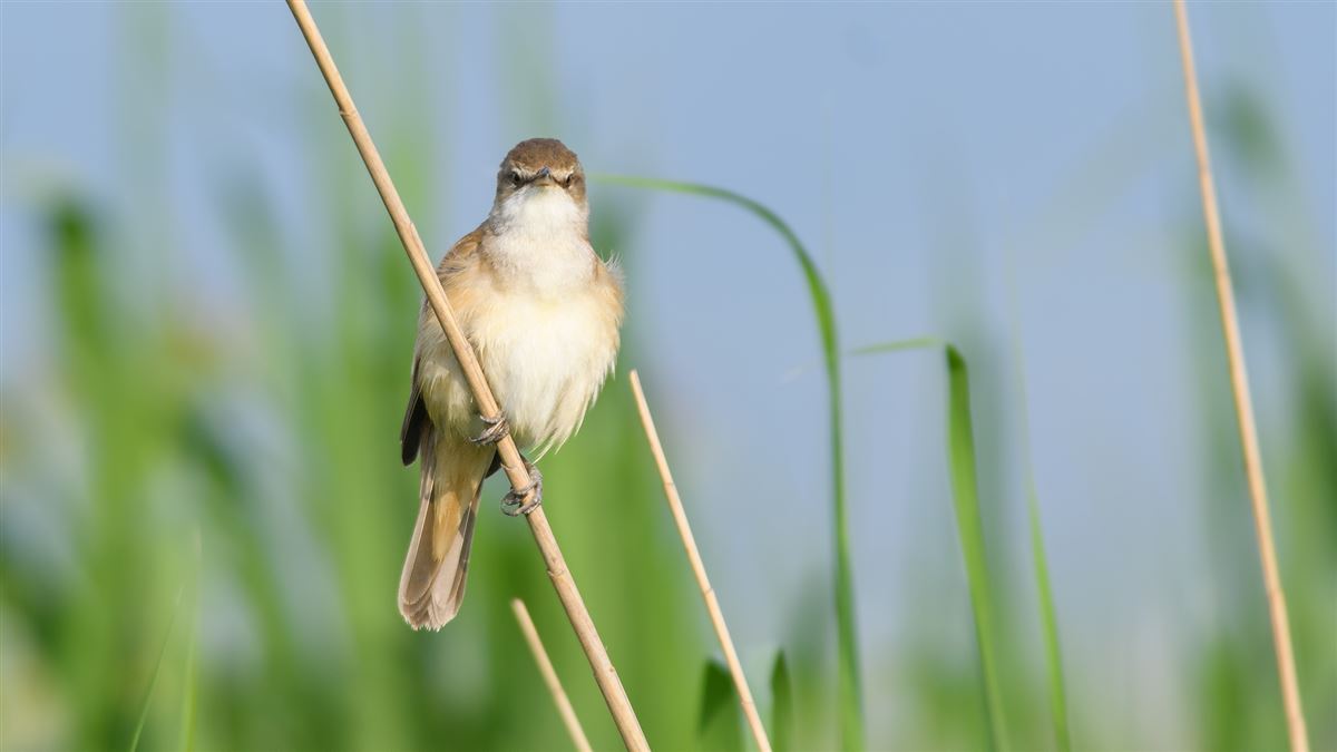Great Reed Warbler