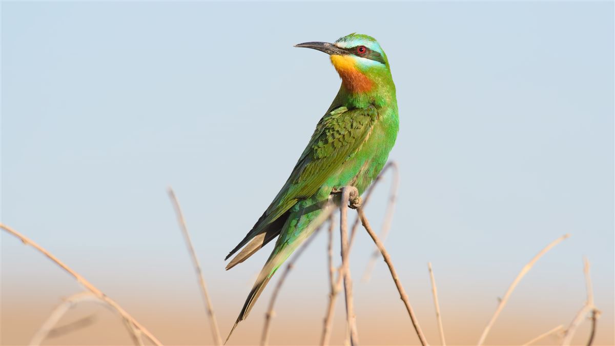 Blue-cheeked Bee-eater