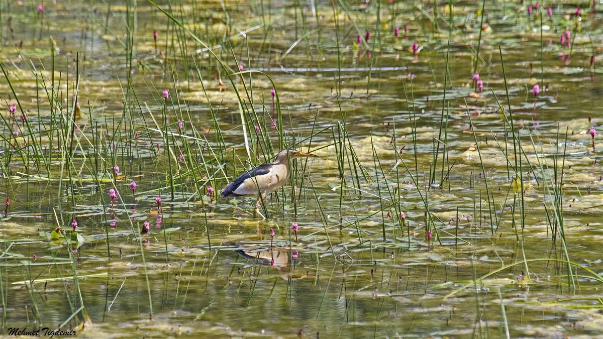 Little Bittern