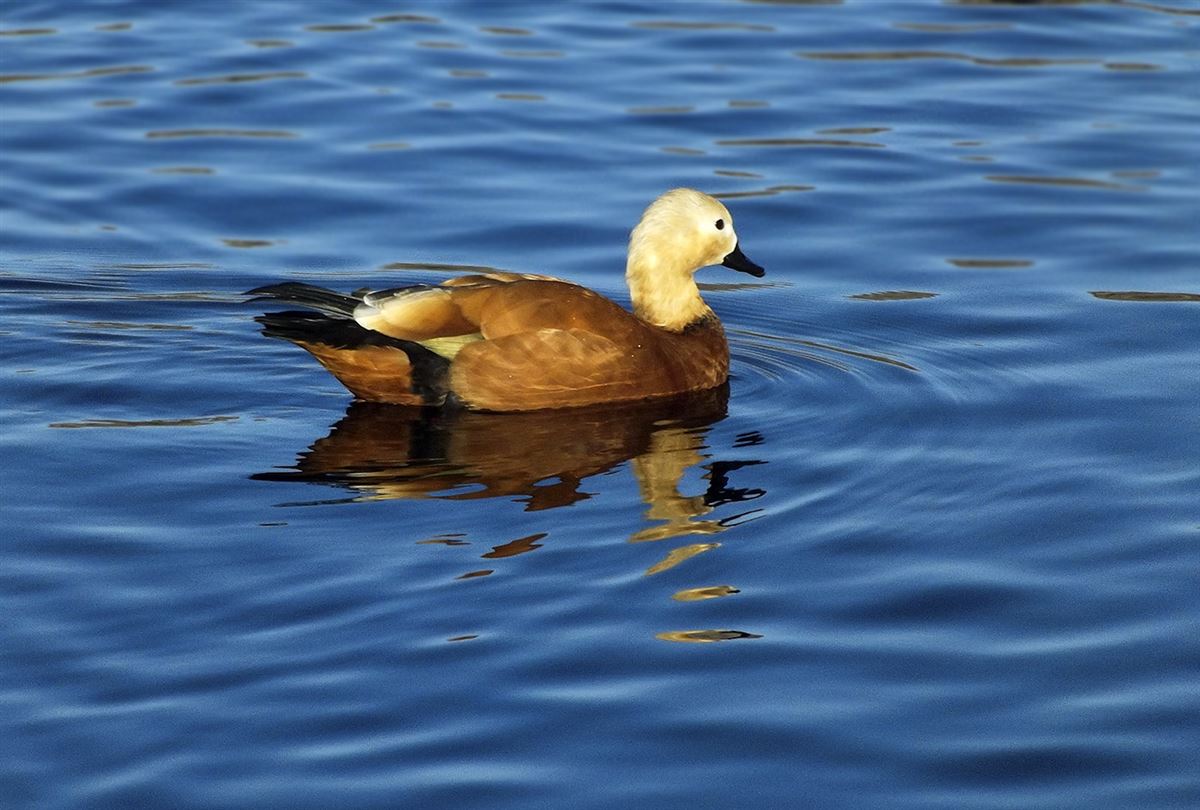 Ruddy Shelduck