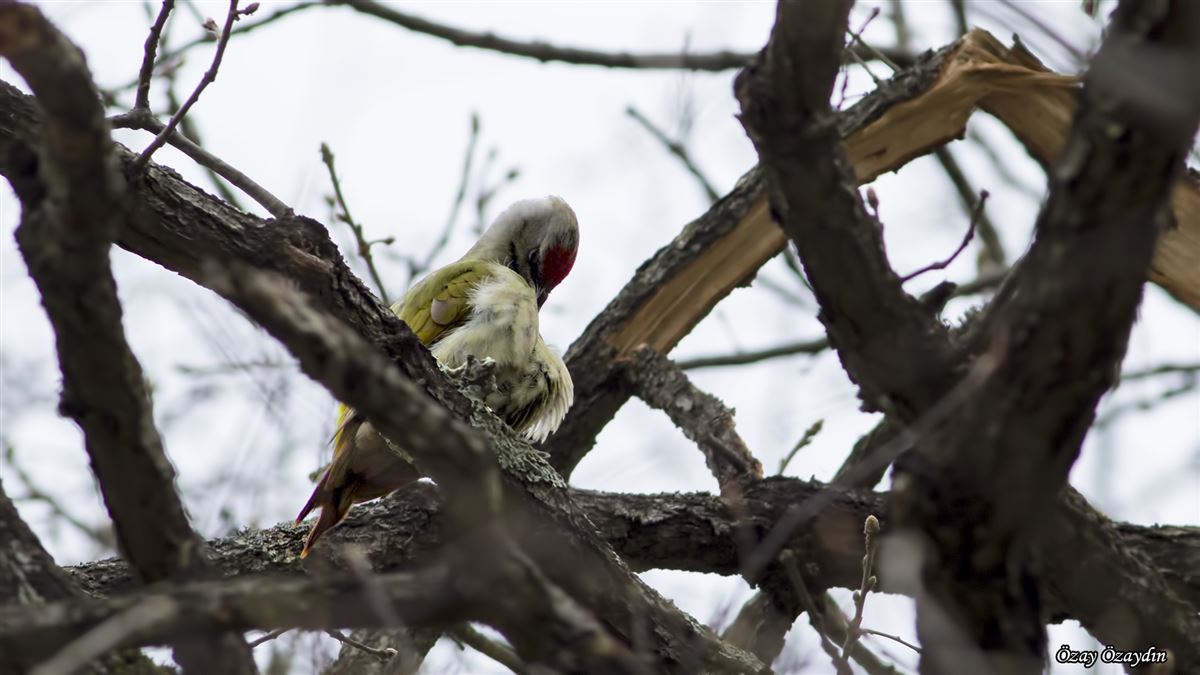 Grey-headed Woodpecker