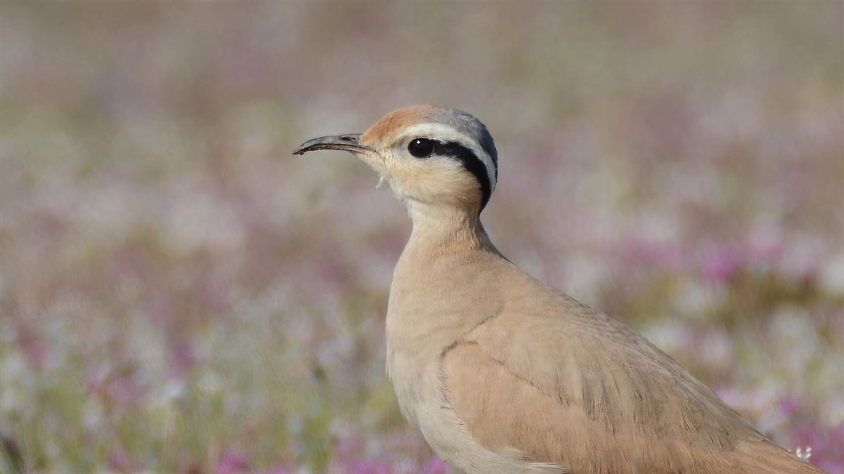 Cream-colored Courser