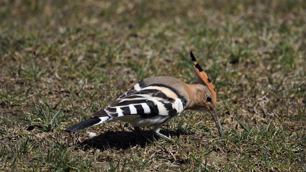 Common Hoopoe
