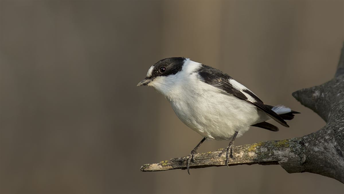 Collared Flycatcher
