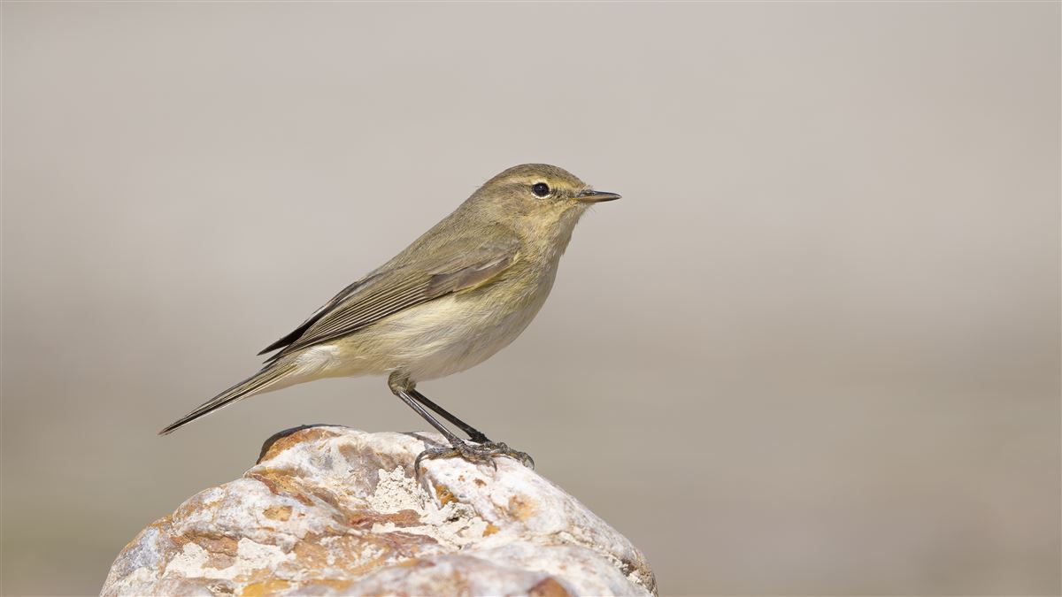 Common Chiffchaff