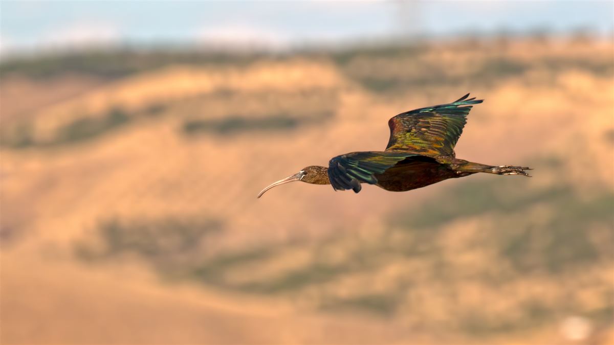 Glossy Ibis