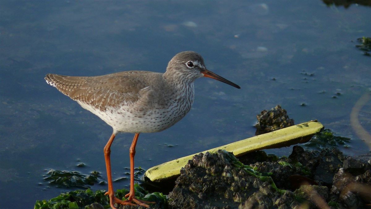Common Redshank