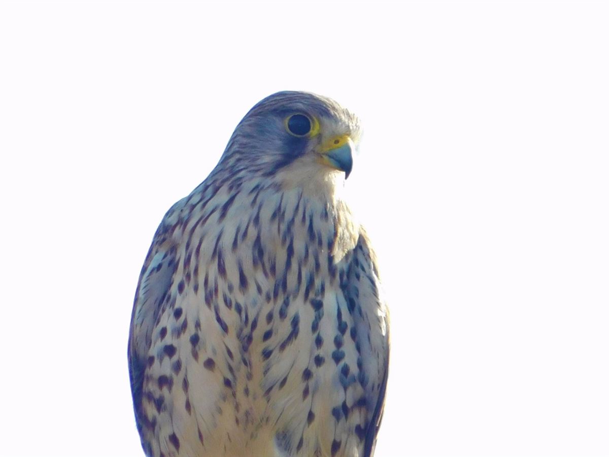 Common Kestrel