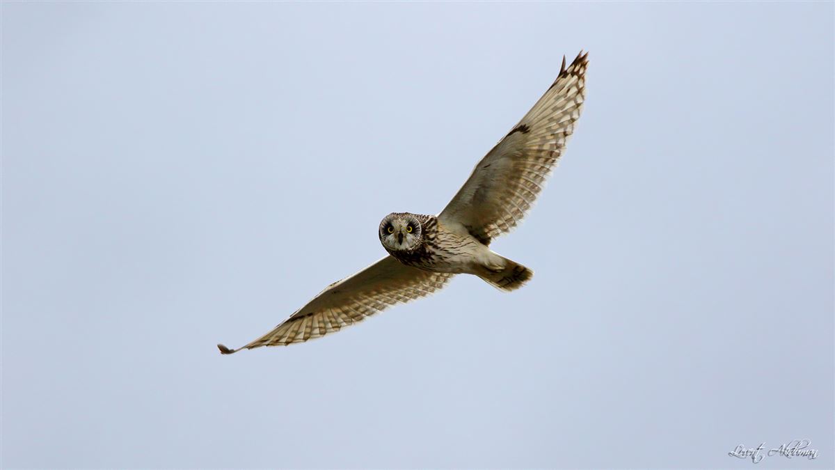 Short-eared Owl