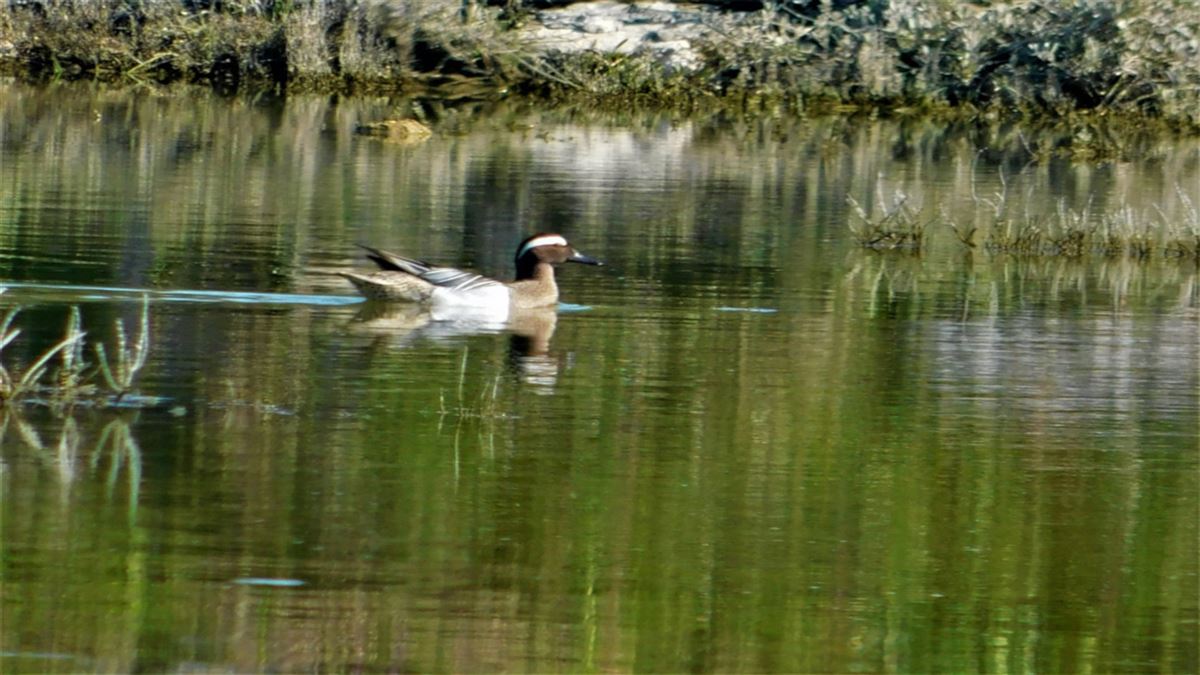 Garganey