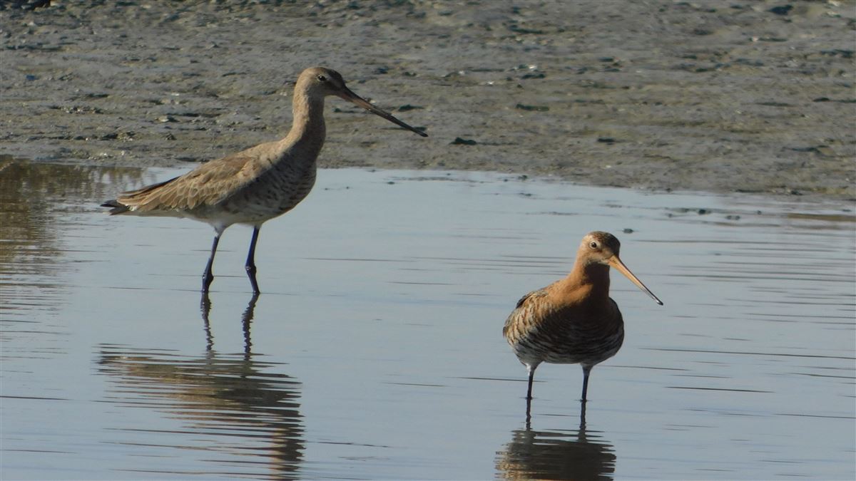 Black-tailed Godwit