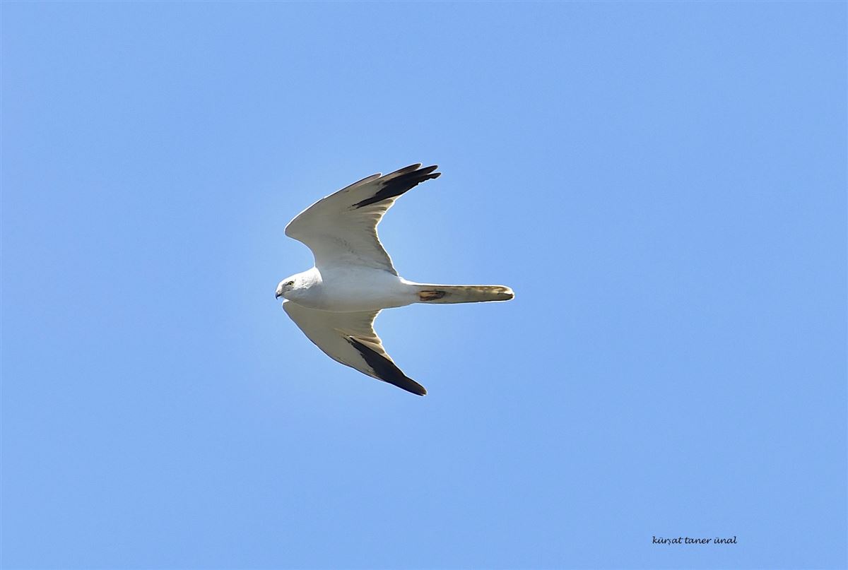Pallid Harrier