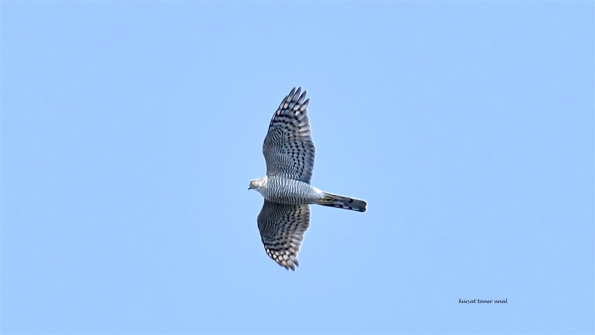 Eurasian Sparrowhawk