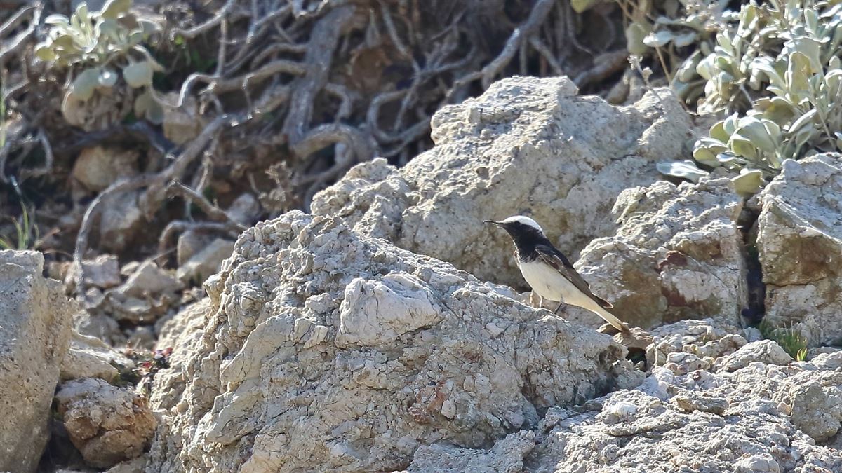 Hooded Wheatear