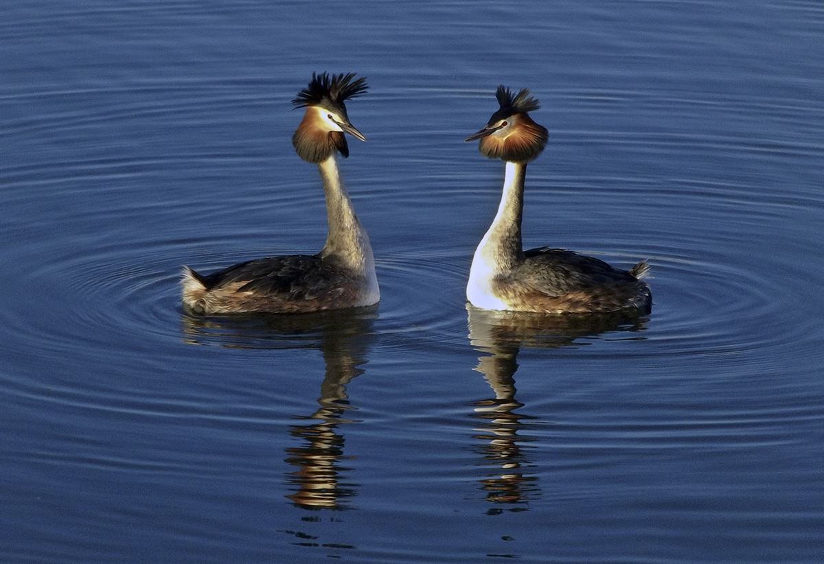 Great Crested Grebe