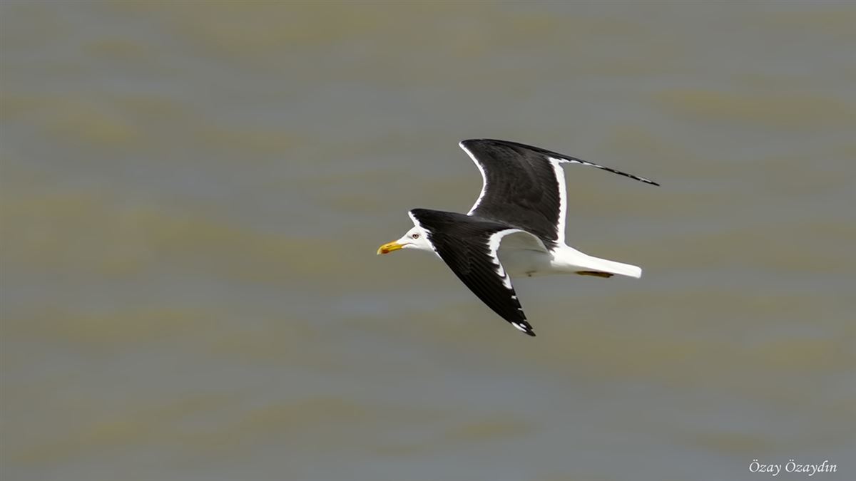 Lesser Black-backed Gull