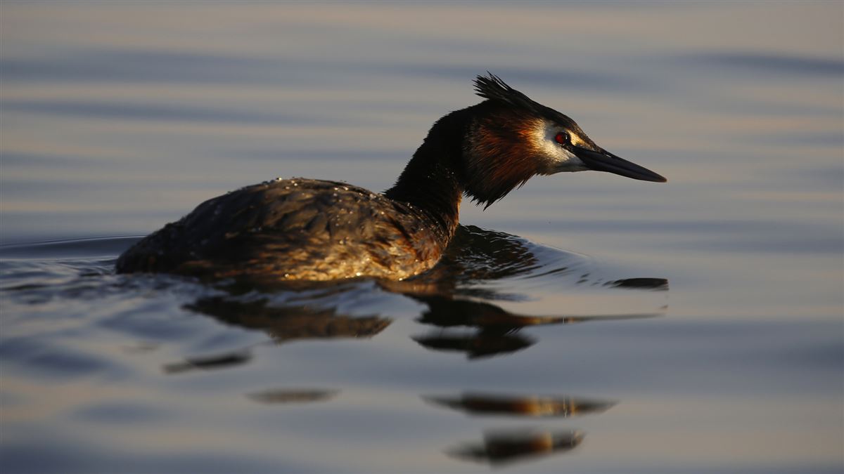 Great Crested Grebe