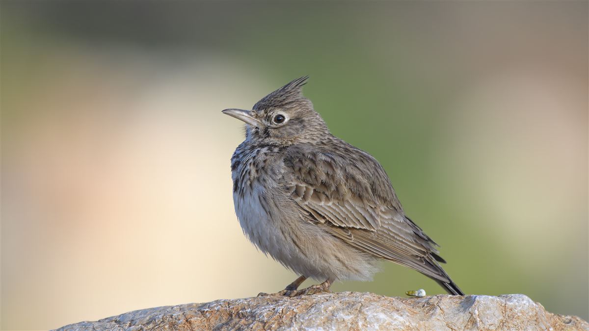 Crested Lark