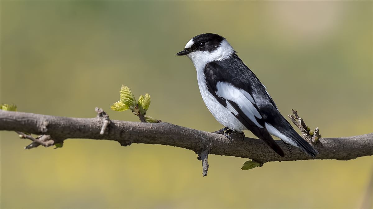 Collared Flycatcher
