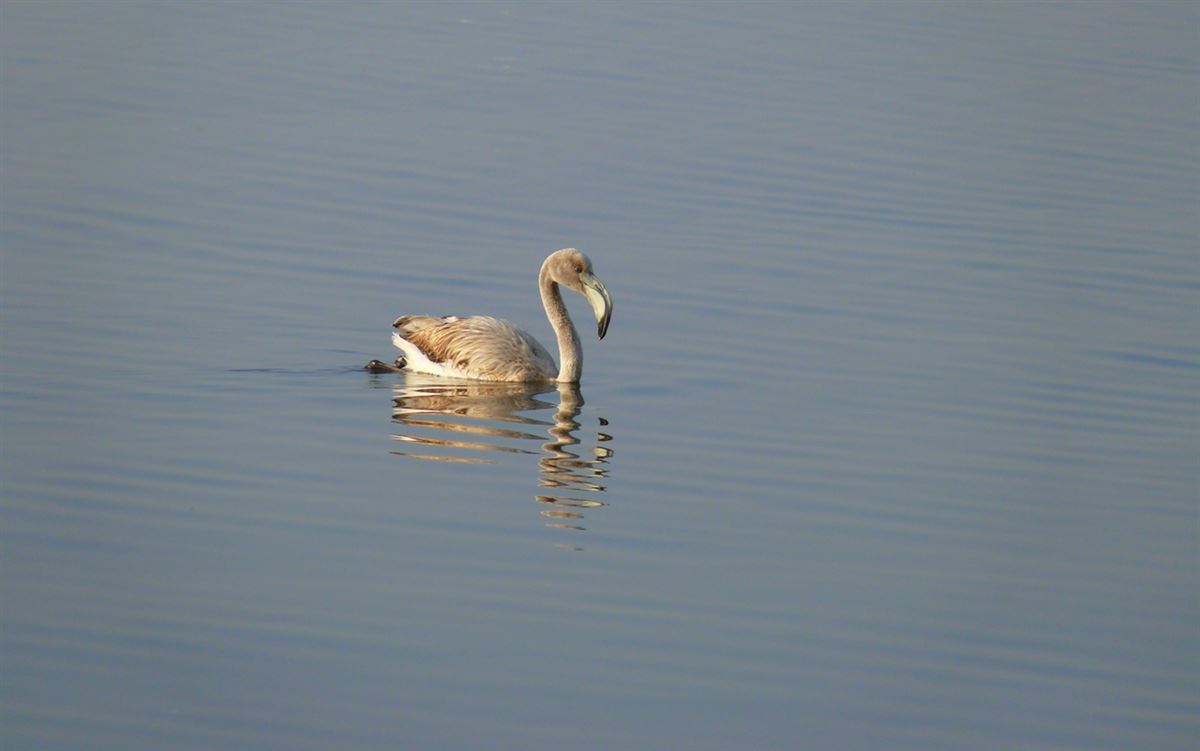 Flamingo