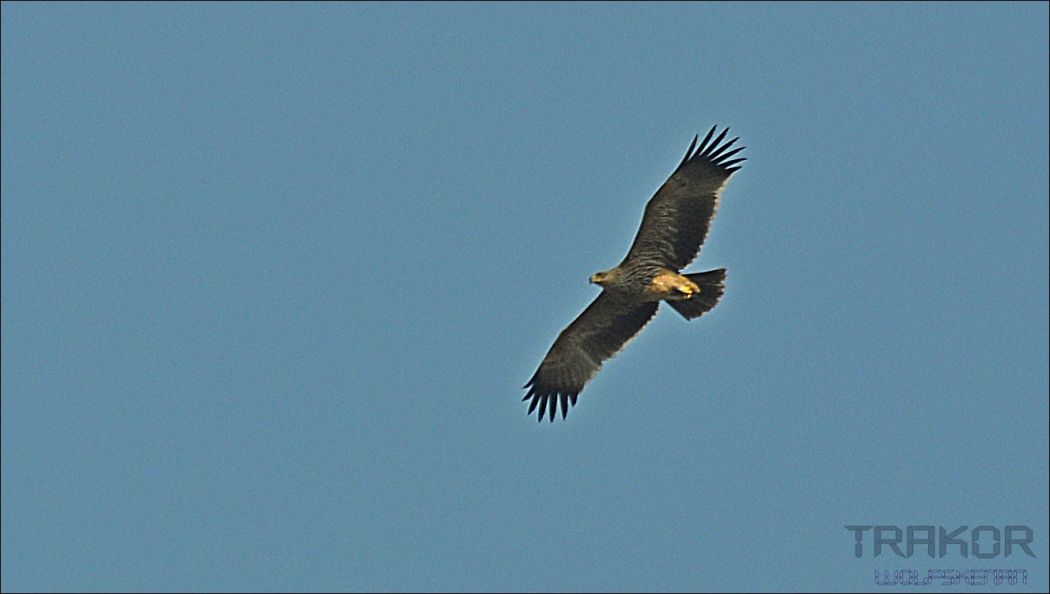 Şah kartal