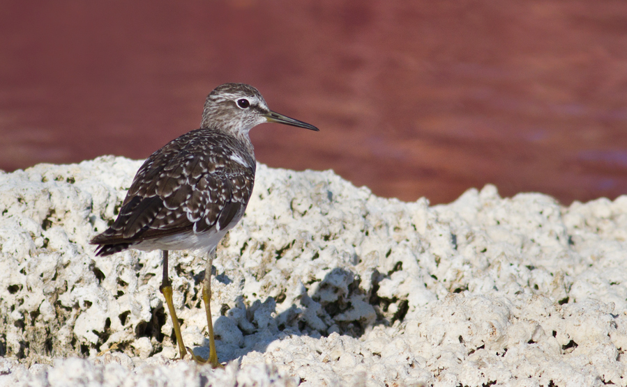 Wood Sandpiper