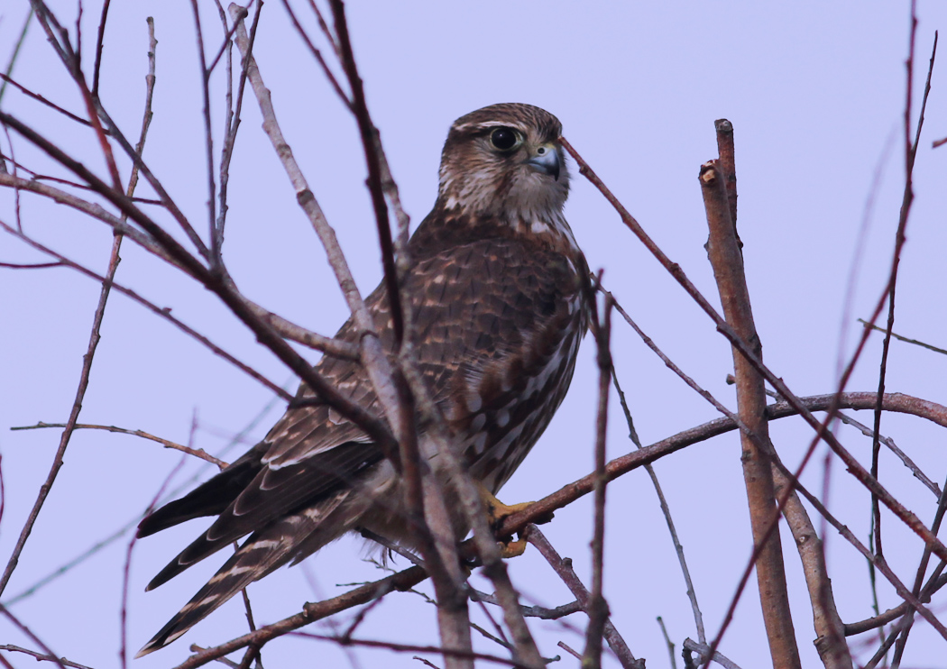 Merlin