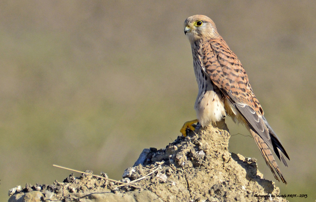 Common Kestrel