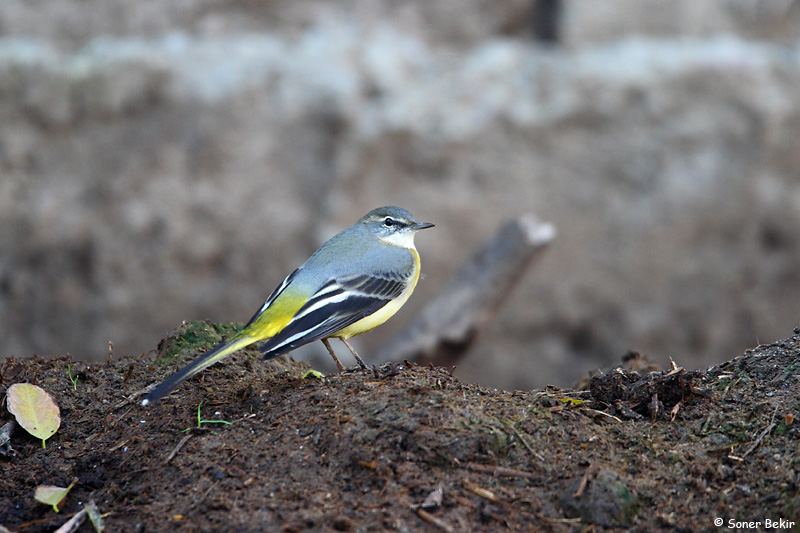 Grey Wagtail