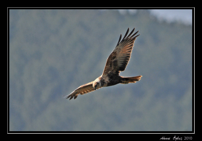Western Marsh Harrier