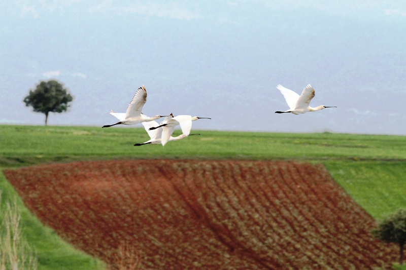 Eurasian Spoonbill