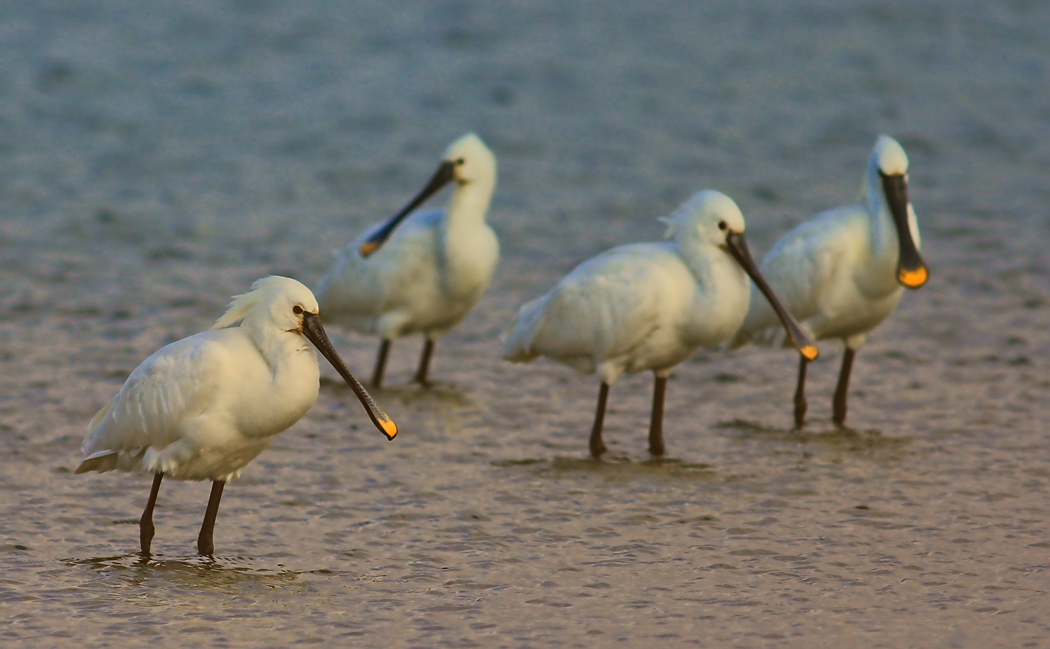 Eurasian Spoonbill
