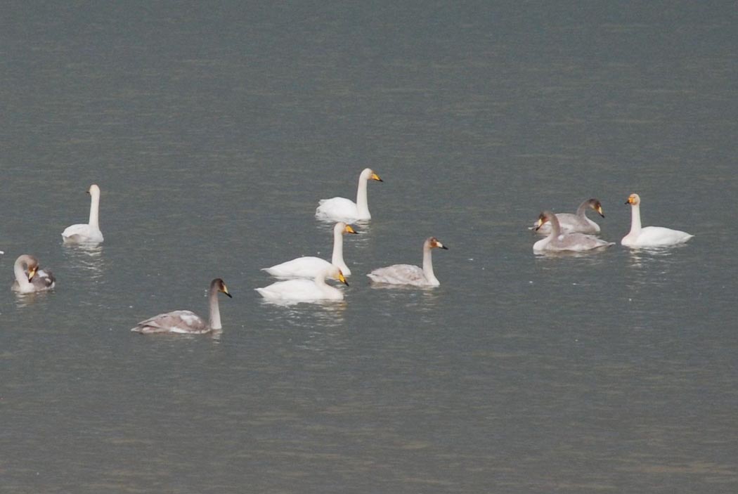 Whooper Swan