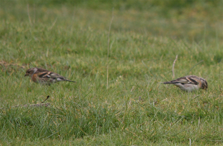 Brambling
