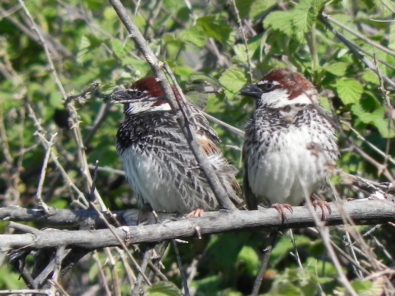 Spanish Sparrow