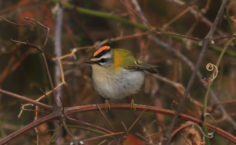 Common Firecrest