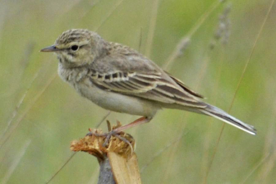 Tawny Pipit