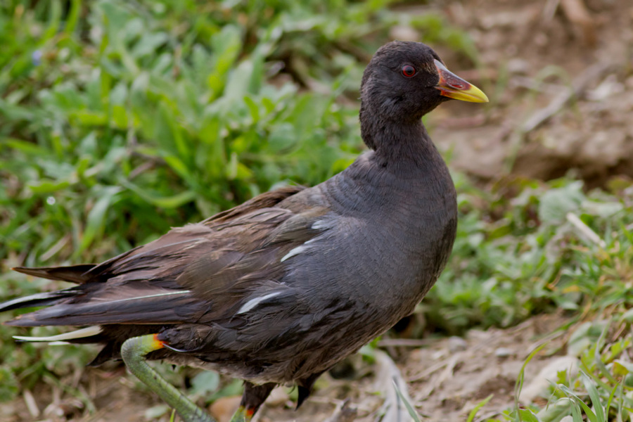 Common Moorhen