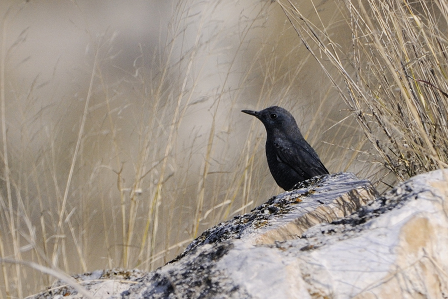 Blue Rock Thrush