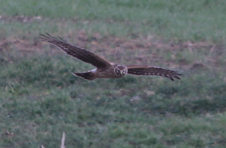 Hen Harrier