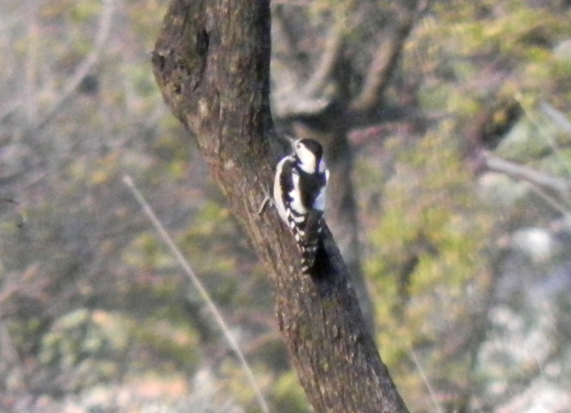 Syrian Woodpecker