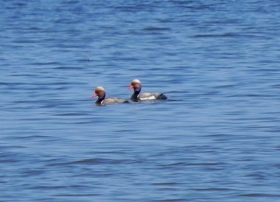 Red-crested Pochard